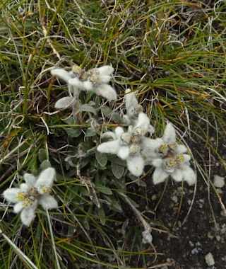 Edelweiss
