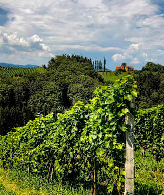 Leutschach ist das Zentrum der größten Weinbaugemeinde der Steiermark