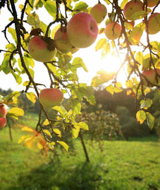 Angekommen im Apfelland