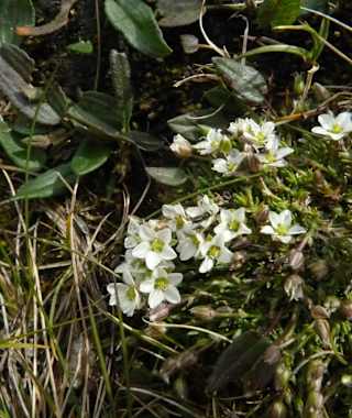 Im Nationalpark findet man auf Schritt und Tritt wunderschöne Pflanzen.