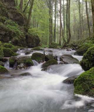 der rauschende Ibach im Chaltbrunnental