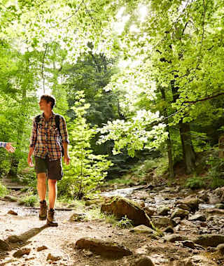 Im Harz kehren die Laubwälder zurück