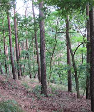 Auf den Kutschenberg