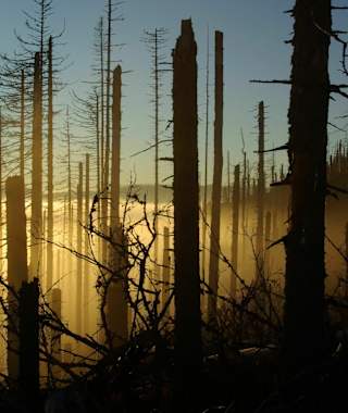 Morgenstimmung im Nationalpark Bayerischer Wald