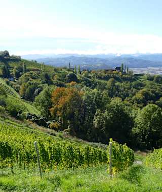 Steiler Weinberg in Kitzeck