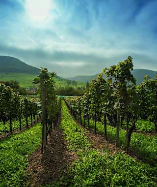 Rebberge im Klettgau