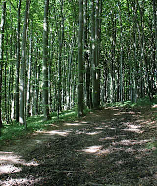 Durch den schattigen Laubwald