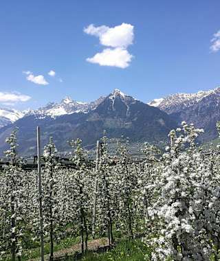 Apfelblüte auf der Meraner Waalrunde 