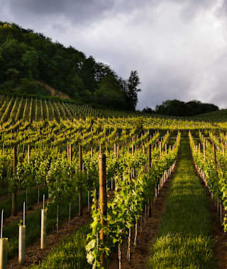 Weingärten