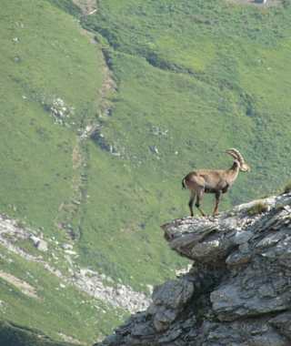 Ein Steinbock auf einem Vorgipfel