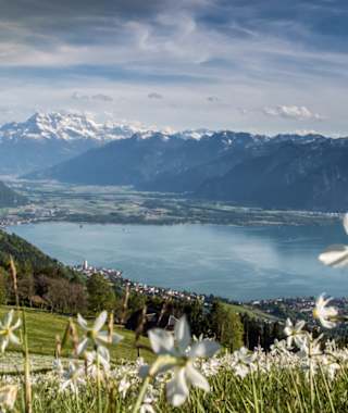 Der Narzissenweg: Blütenpracht und sagenhafte Aussicht auf den Genfersee