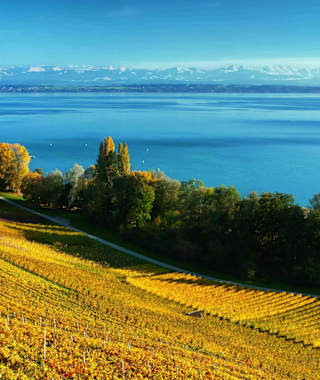 Die Weinberge oberhalb des Neuenburgersees