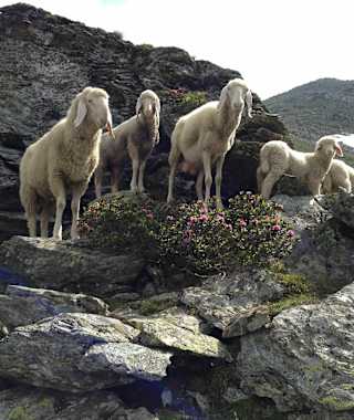 Neugierige am Wegrand