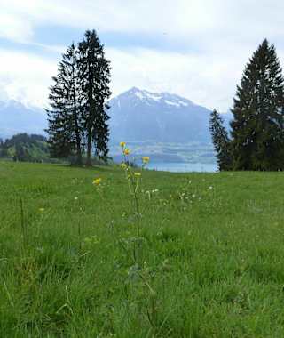 Panoramawanderung Bluemeturm