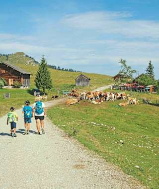 Auf dem Weg zum Wieslerhorn wandert man an Almhütten und Kühen vorbei.