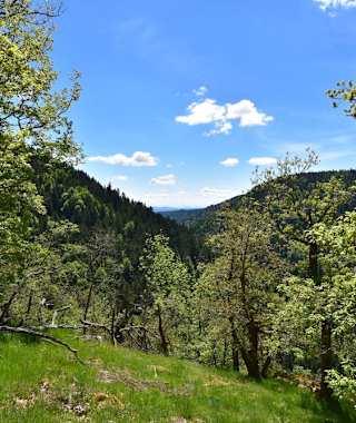 Es gibt auch grüne Wegabschnitte am Rappenfelsensteig