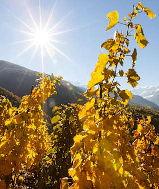 Europas höchster Weinberg