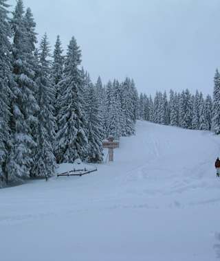 Die Lichtung im oberen Drittel des Anstieges zur Birgitzer Alm