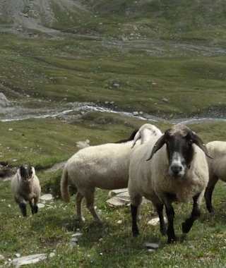 Schafe in der Glocknergruppe