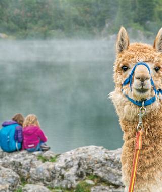Das Alpaka wartet am Morgen geduldig auf die Kinder, bevor das Trekking losgeht.