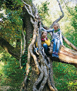 Das erkennt jedes Kind: Dieser Baum ist magisch!