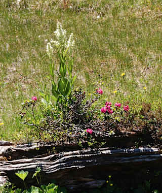 Blütenpracht am Zwieflersee.