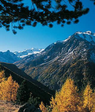 Herbststimmung am Gsponer Höhenweg; gegenüber das Balfrin-Massiv.