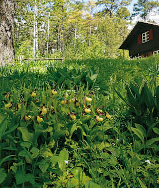 Der Hasenbuck – ein botanisches Paradies.