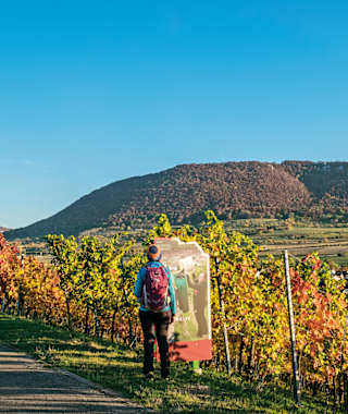 Auf dem Weinerlebnispfad im Herbst.