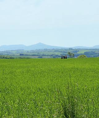 Von Bödingen blickt man über satte Wiesen auf das Siebengebirge.