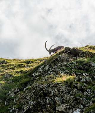 Einer der zahlreichen Steinböcke