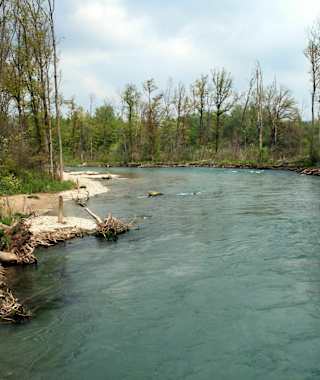 Mystische Stimmung am Ufer der Aare