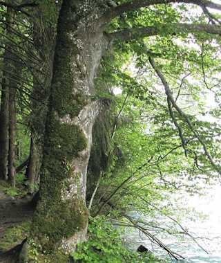 Unterwegs am Uferweg Brienzerse