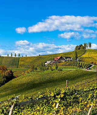 Wunderschöne Weinberge - Südsteirische Weinstraße