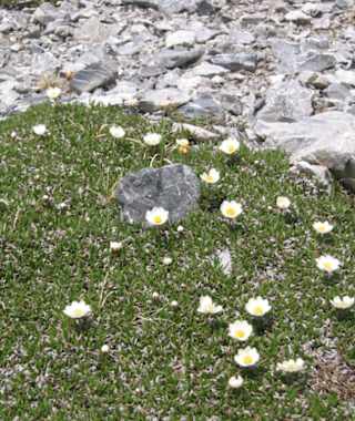 Alpenanemonen an der Maienfelder Furgga