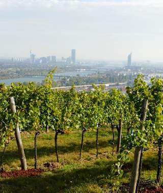Blick über die Weinberge auf Wien
