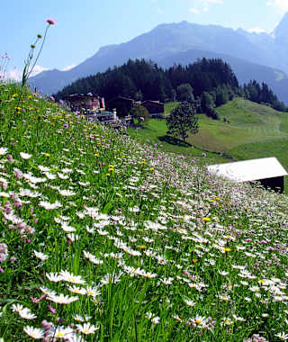 Die schönen Wiesenhänge oberhalb von Finkenberg