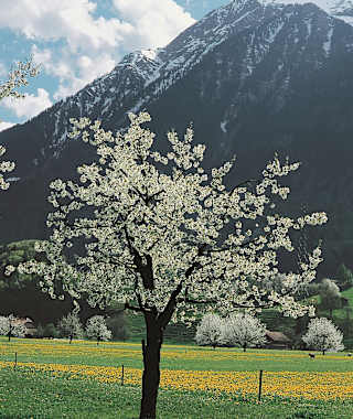 Blick auf den Niesen