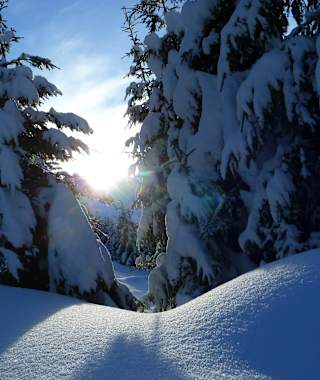 Durch den Wald geht es aufwärts zur Neuen Gehlberger Hütte