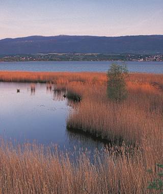 Das Moor von Yverdon