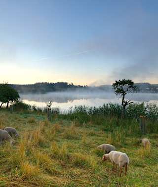 Fernwanderweg Eifelsteig Etappe 11, rund um die Dauner Maare zum Dörfchen Schalkenmehren