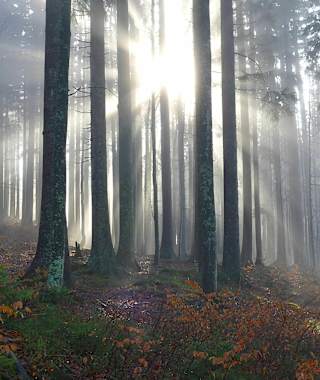 Herbststimmung im Bayerischen Wald