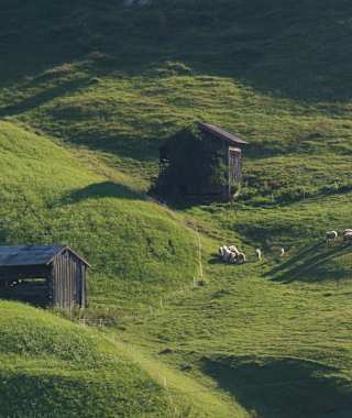 Almwanderung am Achensee