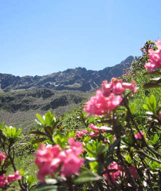 Almrausch entlang der 4-Seen-Wanderung