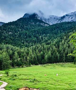 Am Fuße des Schambergs auf der Eisenaualm