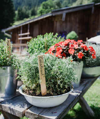 Kräuter auf der Arbesreitalm