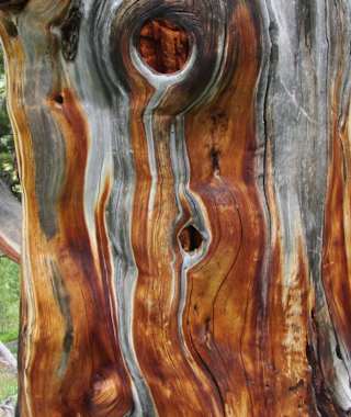 Arve im God da Tamangur