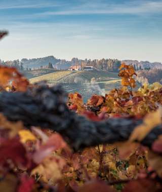 Herbst an der Weinstraße bei Leutschach