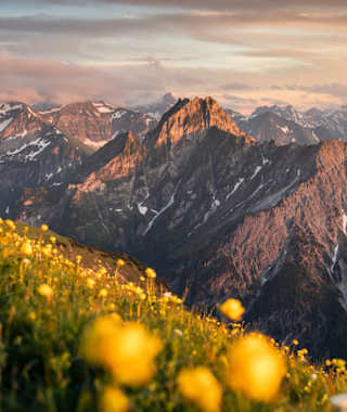 Ein gelbes Blumenmeer vor einem mächtigen Felsgipfel.