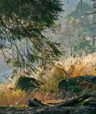 Goldsteig - Südvariante - Etappe 18: Vom Landshuter Haus nach Lalling